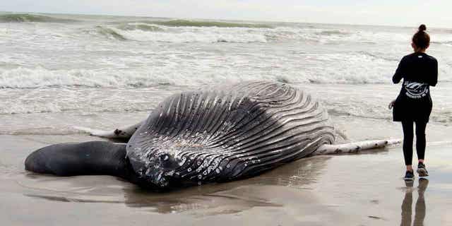 Beached whale in New Jersey was apparently struck by a vessel | Fox News