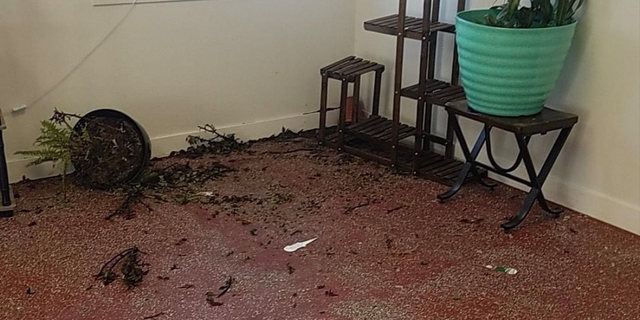 Once inside, the panicked deer slid around the concrete floor and crashed into the owner's plants.