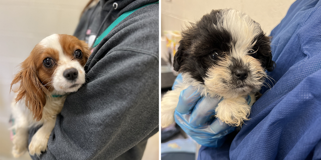 The breeder surrendered the dogs, and the animals were transported to the PSPCA's Philadelphia headquarters for examination and medical care.