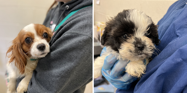 The breeder surrendered the dogs, and the animals were transported to the PSPCA's Philadelphia headquarters for examination and medical care.