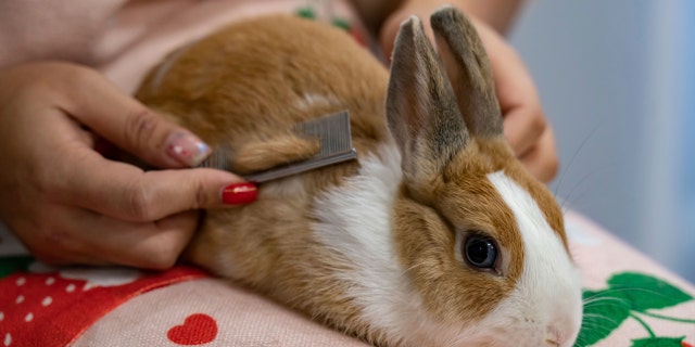 Co-founder Donna Li grooms a rabbit at the Bunny Style hotel in Hong Kong, on Wednesday, Jan. 18, 2023. The Lunar New Year of the Rabbit is shining a spotlight on the animals' popularity in the crowded city of tiny apartments.