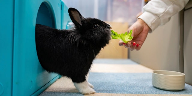 A staff member feeds a rabbit at the Bunny Style hotel in Hong Kong, Wednesday, Jan. 18, 2023. The ower of the "bunny spa" is already taking bookings for bunnies well ahead of Easter, the AP reported.