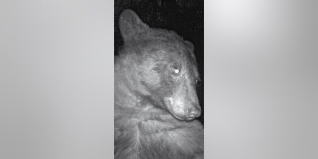 Strike a pose! Rangers in a national park had a surprise when they checked a wildlife camera trap — and found 400 bear "selfies."