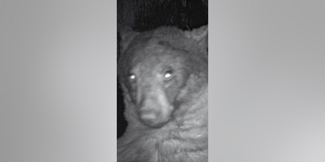 The City of Boulder Open Space and Mountain Parks (OSMP) wanted to observe sensitive wildlife habitats — so staff placed nine cameras across its 46,000-acre land system. However, upon checking the pictures captured, staff found that most of the 580 photos taken were of curious bears.