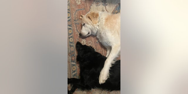 Ronald quickly befriended the family's other dog, a 3-year-old Australian Shepherd named Billie. 