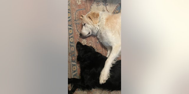 Ronald quickly became friends with the family's other dog, a 3-year-old Australian Shepherd named Billie.