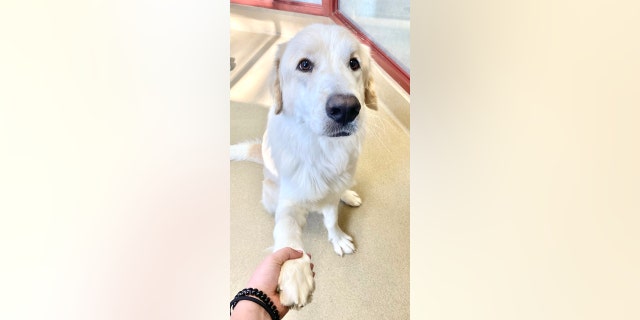 Ronald is full of puppy energy but knows a few tricks, including "shake."