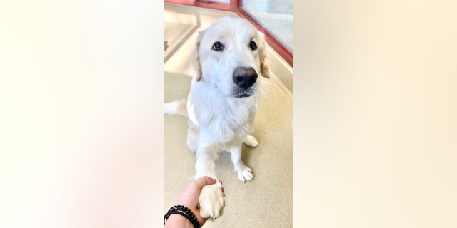 Ronald is bursting with puppy energy but knows a few tricks including "Shake."