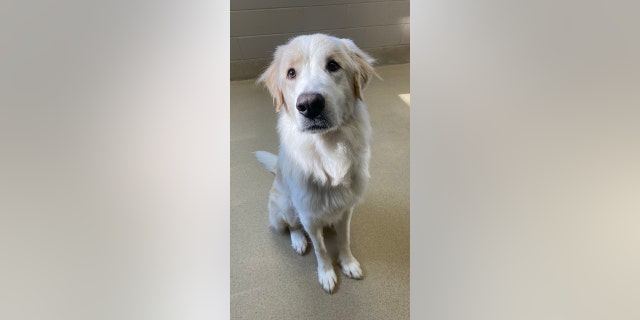 Ronald, a cute and clumsy SPCA puppy from Wake County in Raleigh, North Carolina, has finally found a new home after 14 failed adoptions.