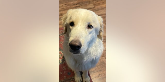 Kiersten Davis, a nurse and mother of two boys, sent in an application for Ronald after seeing the viral Facebook post about the dog in need of a home.