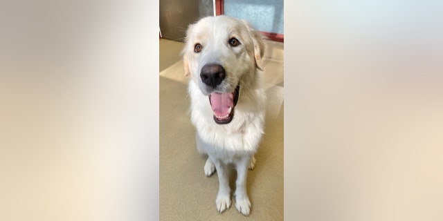 Ronald's Facebook post went viral - which eventually led to a happy ending for this overjoyed pup.