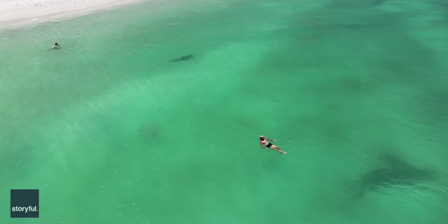 Swimmers laze in the water as the tiger shark swims back and forth along the shoreline of Hillary's Dog Beach.