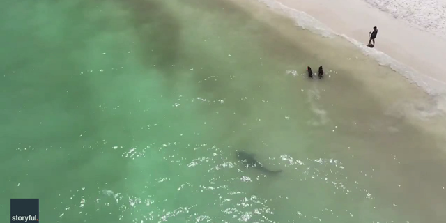 Dogs play in the water near the shark without any fear that the animal might attack them.