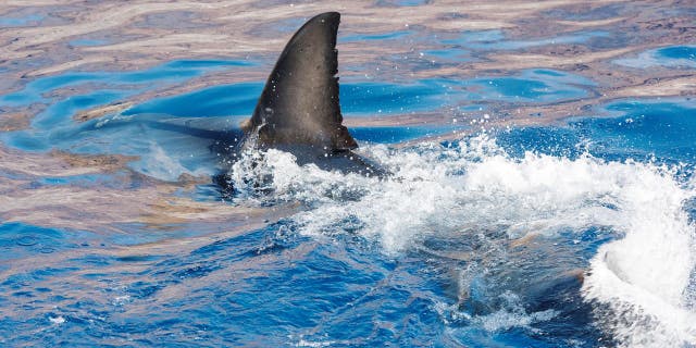 Great White Sharks seasonally gather off the coast of Guadalupe Island; divers dive inside cages off the boat Nautilus Explorer in order to safely swim with the sharks