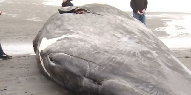 Experts said the sperm whale was fully grown, measuring between 40 and 50 feet long.