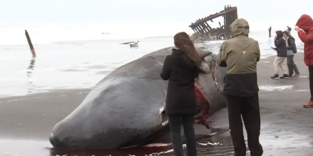 Experts said it was rare for a sperm whale to be in the area during this time of year.