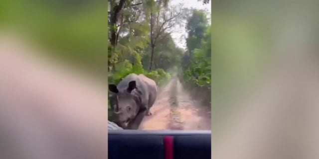 Tourists were startled when they were chased by a giant rhino while driving through a national park. The video, filmed on Dec. 30, shows the moment the rhino began charging at the vehicle.