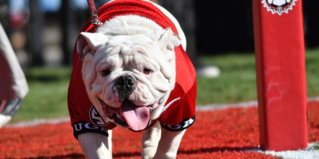 University of Georgia mascot Uga X during a game against the Tennessee Volunteers at Sanford Stadium in Athens, Ga.