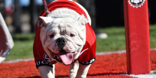 University of Georgia mascot Uga X during a game against the Tennessee Volunteers at Sanford Stadium in Athens, Ga.