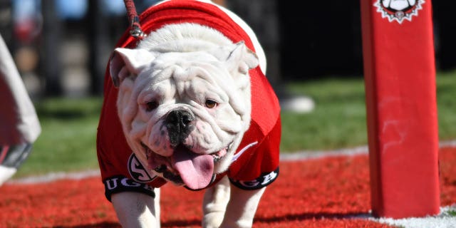 mascota de UGA y "UGA X" durante el partido entre los Voluntarios de Tennessee y los Bulldogs de Georgia.  Los Voluntarios de Tennessee (34) derrotaron a los Bulldogs de Georgia (31) en el estadio Sanford de Athens, Georgia.