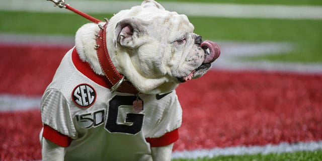 Georgia Bulldog Mascot "uga" looks on from the endzone before the Sugar Bowl football game between the Georgia Bulldogs and Baylor Bears at the Mercedes-Benz Superdome on January 1, 2020, in New Orleans, LA.