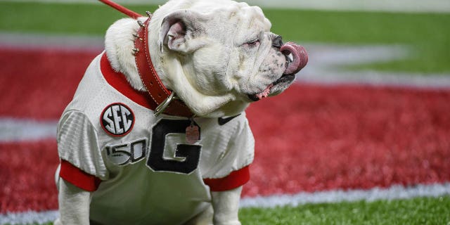 Mascota del dogo de Georgia "ouga" mira desde la zona de anotación antes del partido de fútbol Sugar Bowl entre los Georgia Bulldogs y los Baylor Bears en el Mercedes-Benz Superdome el 1 de enero de 2020 en Nueva Orleans, LA.