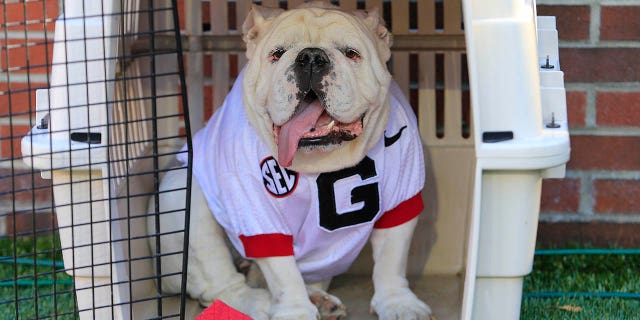 La mascota de Georgia UGA X durante un partido contra los Georgia Tech Yellow Jackets el 27 de noviembre de 2021 en el Bobby Dodd Stadium de Atlanta. 