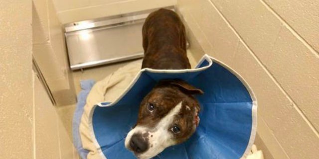 Van Gogh was rescued by a shelter in North Carolina after he was found bleeding and injured in a drain pipe.