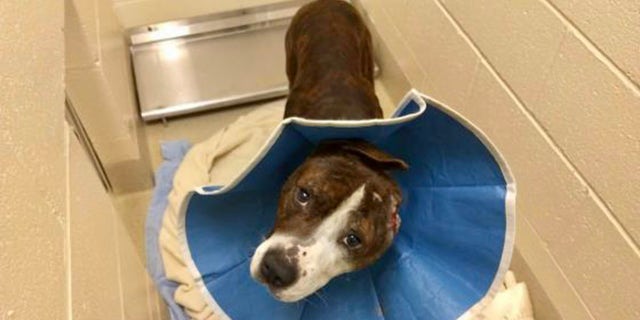 Van Gogh was rescued by a shelter in North Carolina after he was found bleeding and injured in a drain pipe.