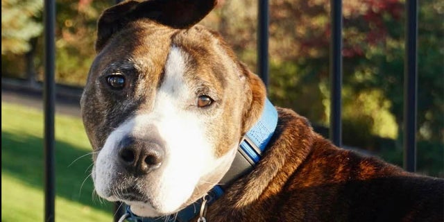 Van Gogh is photographed by Happily Furever After Rescue after a family in Connecticut fostered him.