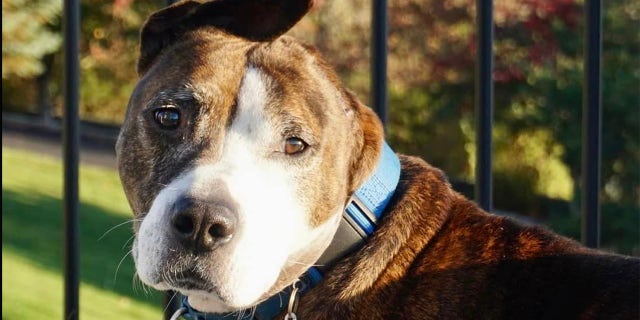 Van Gogh is photographed by Happily Furever After Rescue after a family in Connecticut fostered him.