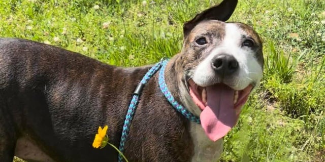 Van Gogh smiles after his rescue in North Carolina.