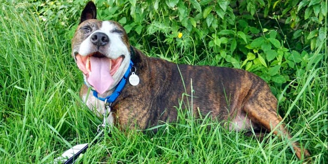 Van Gogh smiles for fans. He's taking a "sabbatical" from commissioned pieces for the time being, his new owner said; he'll return to creating new art in February and March.