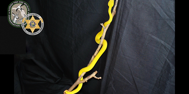 Florida officials have seized more than 200 pythons during a multi-year investigation into snake trafficking.