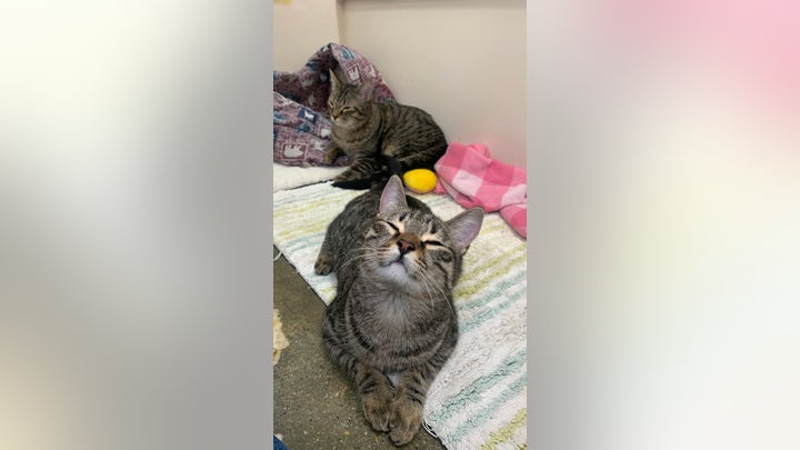 Cat Shelter Goes Viral for Naughty and Nice Cats