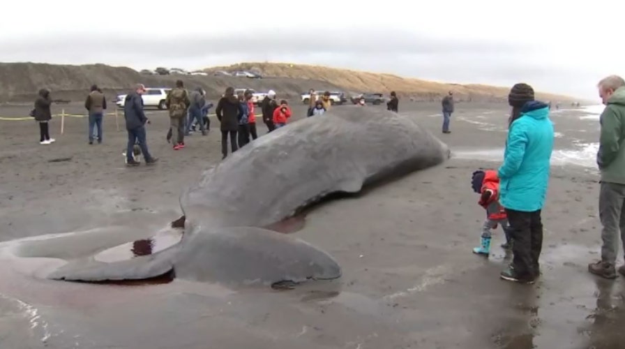 Sperm whale beached in Oregon killed by ship, feds find