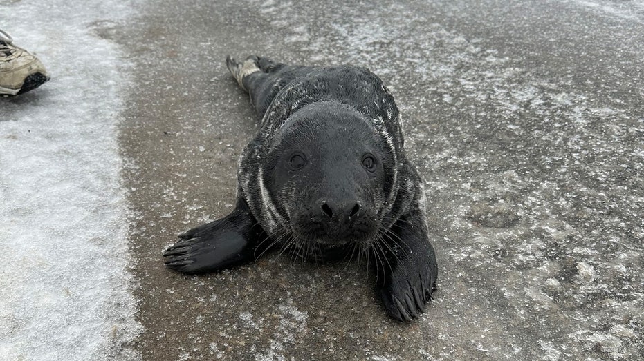 Maine town helps determined seal after it repeatedly comes ashore during snowstorm