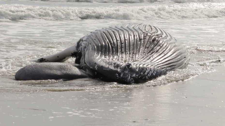 New Jersey environmental, fishing groups say there is ‘no evidence’ offshore wind is killing whales