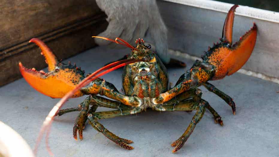 Lobster fishermen claw at 'unconstitutional' boat tracking mandate