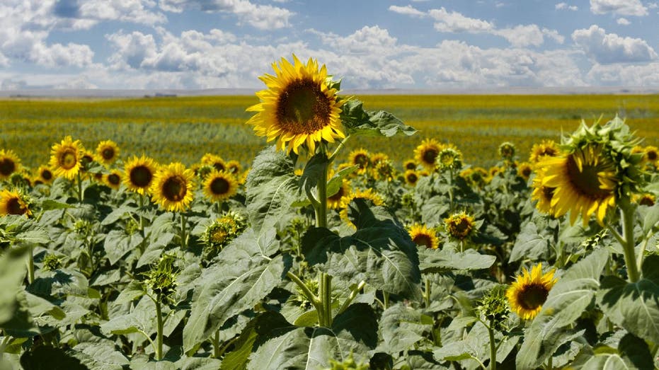 South Dakota sunflower field