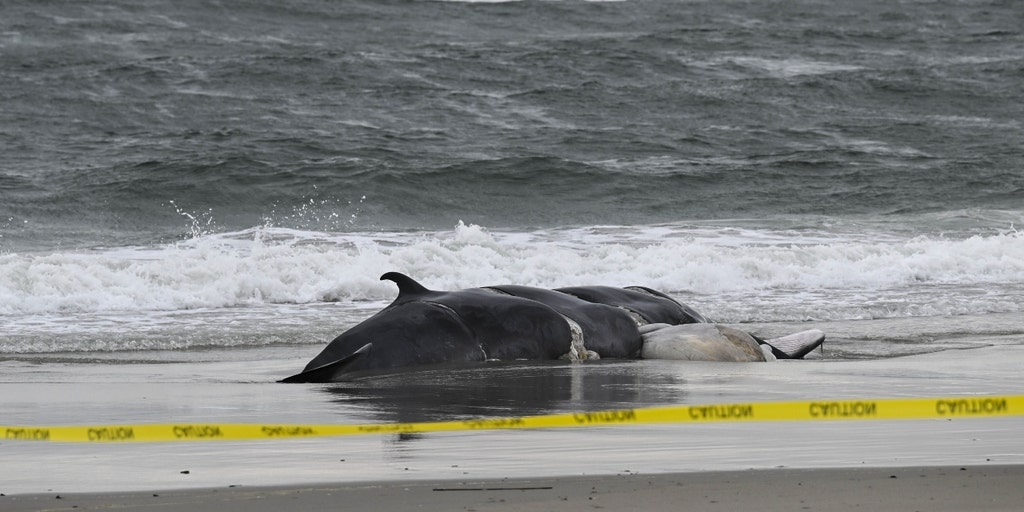 Why 23 Dead Whales Have Washed Up on the East Coast Since December - The  New York Times