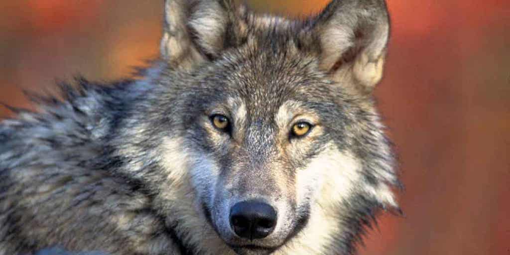 Wisconsin DNR defends no population cap in wolf management plan - Vimarsana News