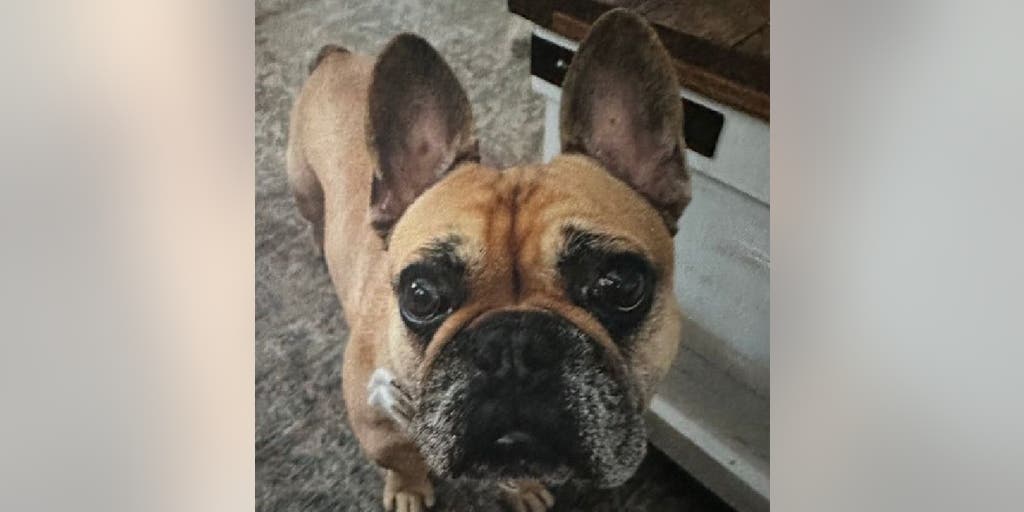 Texas dog owner offers $1K reward for stolen French bulldog: 'Someone has to know' - Vimarsana News