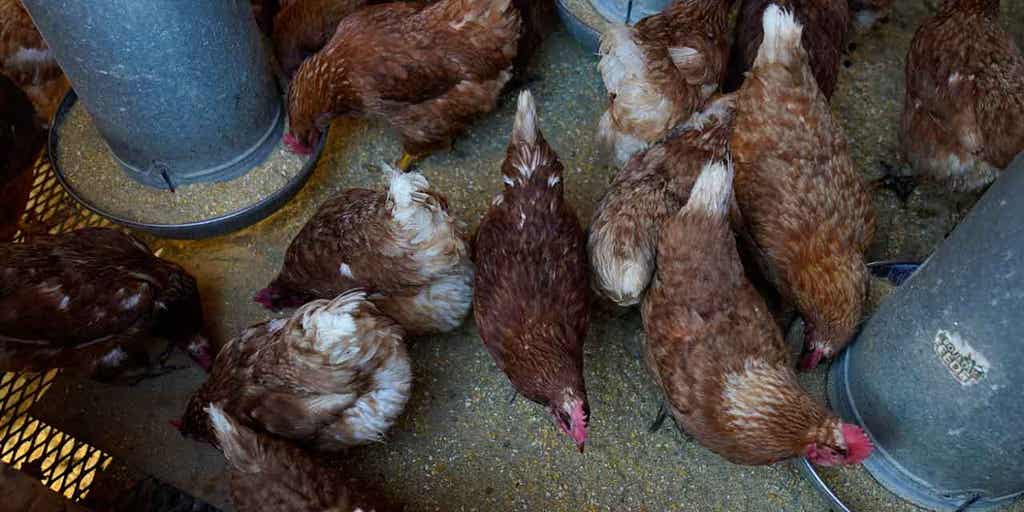 Ongoing bird flu has cost the government around $661 million, added to consumers' pain at the grocery store - Vimarsana News