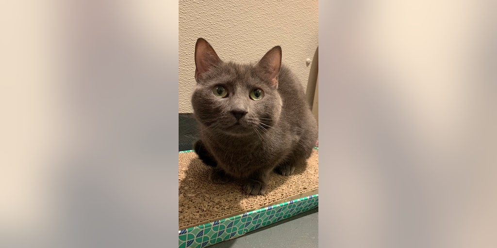 Cat named Greta, an 'award nominee' who's come a long way, is available for adoption in New York City - Vimarsana News