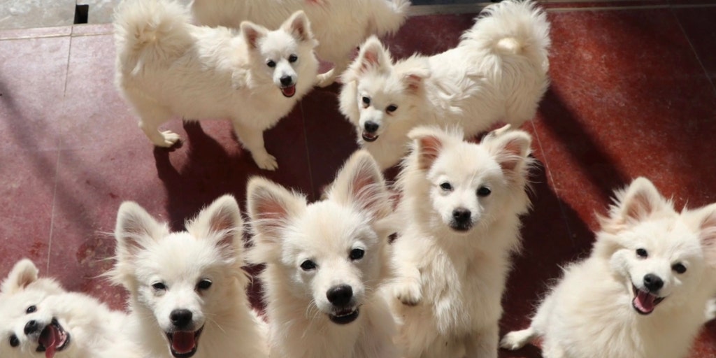 Dogs saved from East Asia slaughterhouses set to arrive in New York, first flight since CDC ban - Vimarsana News