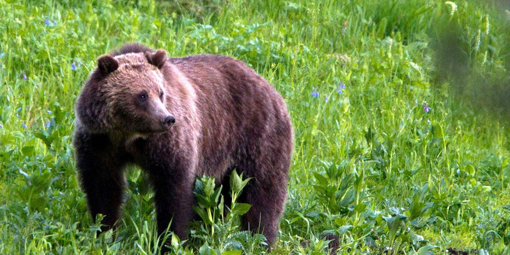 US may lift federal protections for grizzly bears at Yellowstone, Glacier national parks