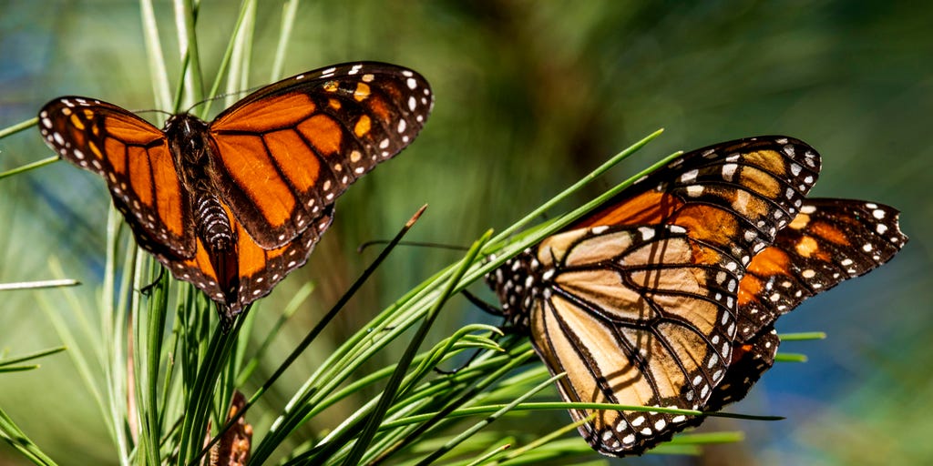 Monarch butterflies wintering in Mexico at second-lowest level on record - Vimarsana News