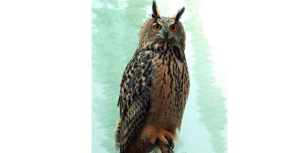 Escaped New York City zoo owl baffles local authorities