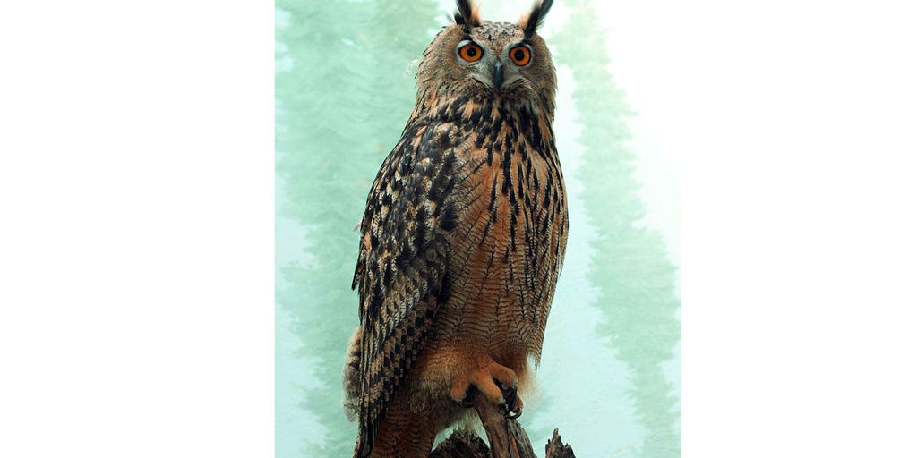 Escaped New York City zoo owl baffles local authorities